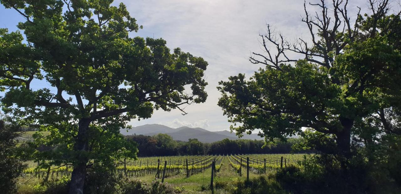 La Ripa Del Drago Villa Bibbona Buitenkant foto