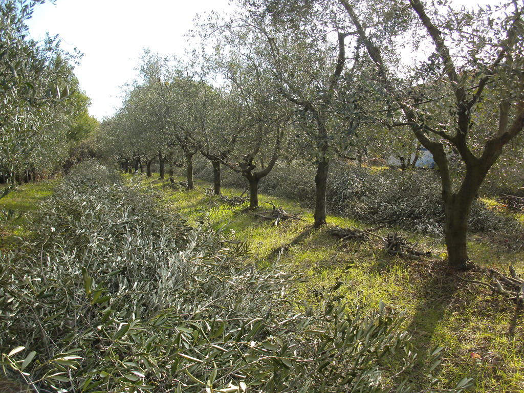 La Ripa Del Drago Villa Bibbona Buitenkant foto